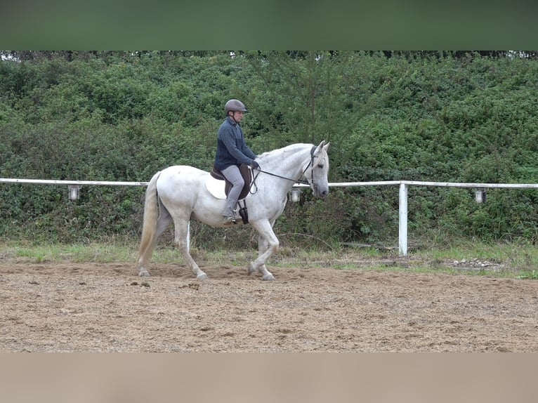 Andaluces Mestizo Caballo castrado 10 años 159 cm Tordo rodado in Rot an der Rot