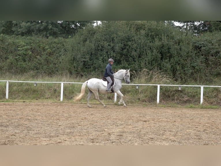 Andaluces Mestizo Caballo castrado 10 años 159 cm Tordo rodado in Rot an der Rot