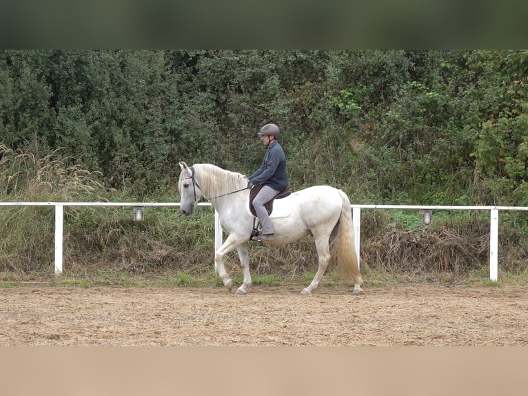 Andaluces Mestizo Caballo castrado 10 años 159 cm Tordo rodado in Rot an der Rot