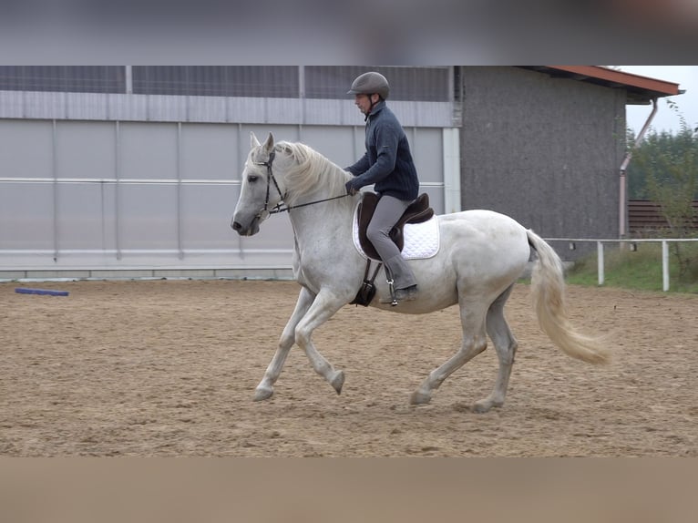 Andaluces Mestizo Caballo castrado 10 años 159 cm Tordo rodado in Rot an der Rot