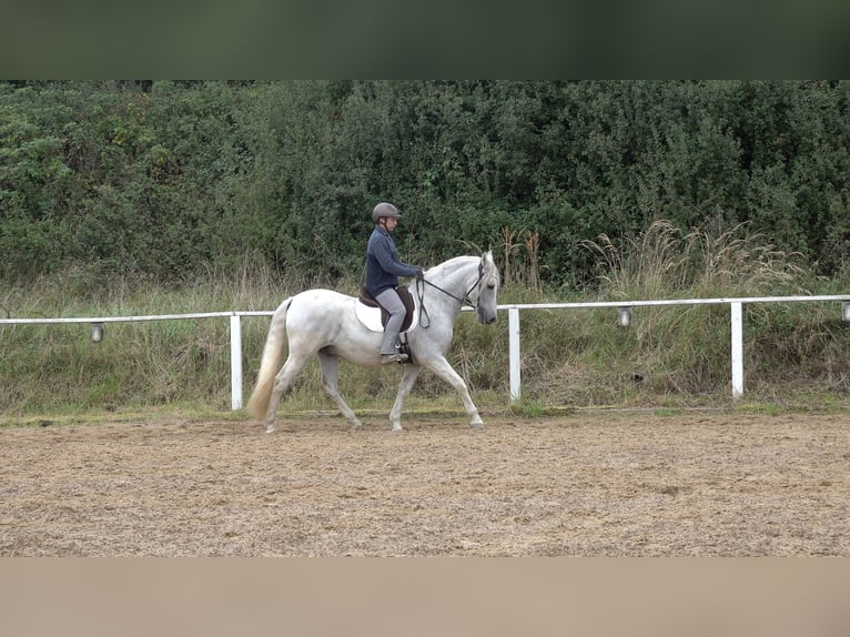 Andaluces Mestizo Caballo castrado 10 años 159 cm Tordo rodado in Rot an der Rot