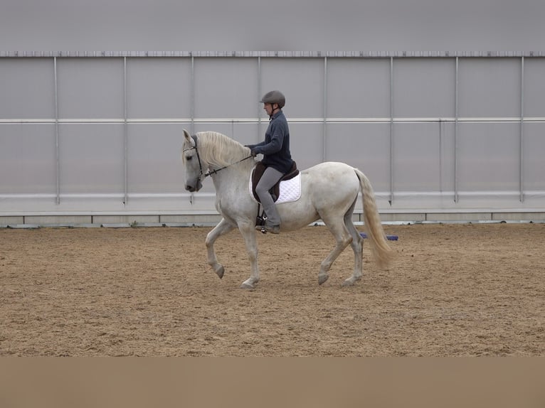 Andaluces Mestizo Caballo castrado 10 años 159 cm Tordo rodado in Rot an der Rot