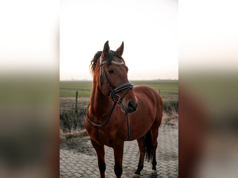 Andaluces Caballo castrado 10 años 160 cm Castaño in Oosterwolde
