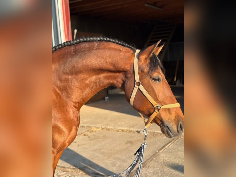 Andaluces Caballo castrado 10 años 160 cm Castaño in Oosterwolde
