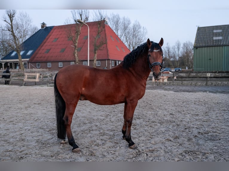 Andaluces Caballo castrado 10 años 160 cm Castaño in Oosterwolde