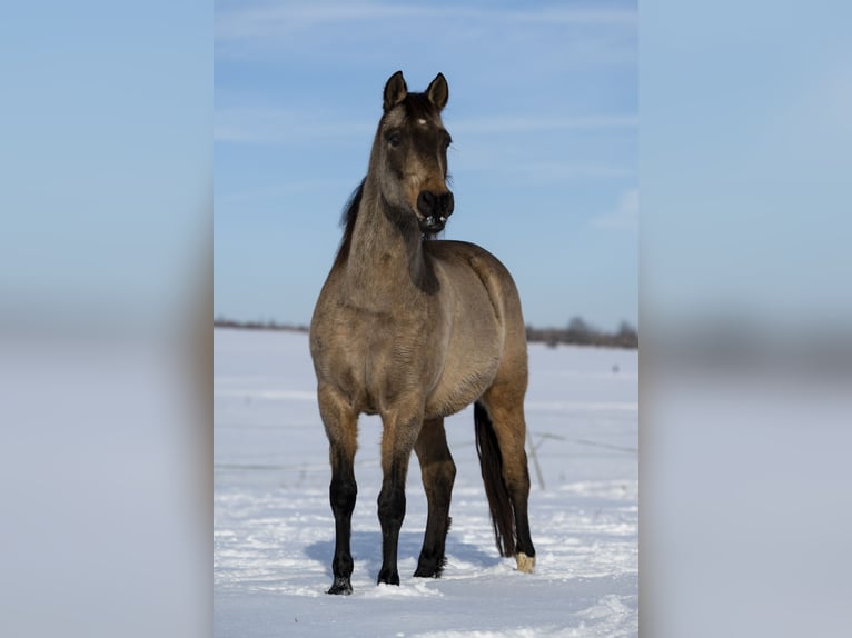 Andaluces Caballo castrado 10 años 162 cm Bayo in Schöffengrund