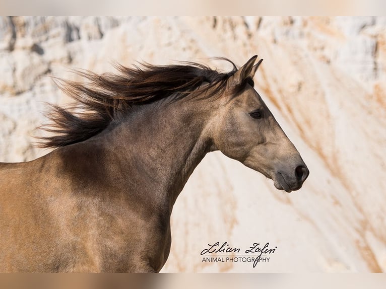 Andaluces Caballo castrado 10 años 162 cm Bayo in Schöffengrund