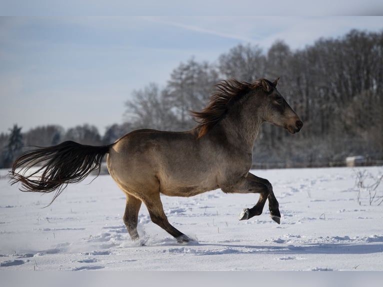 Andaluces Caballo castrado 10 años 162 cm Bayo in Schöffengrund