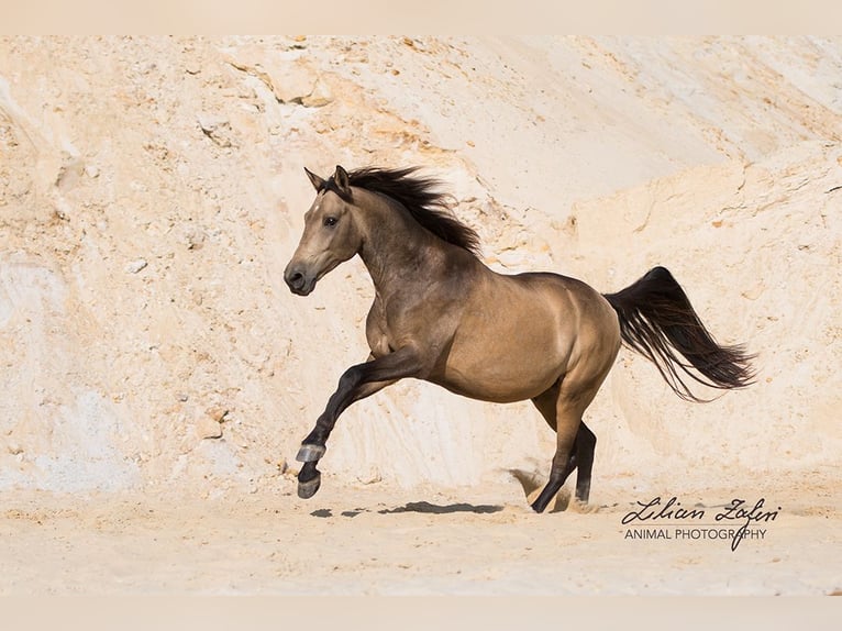 Andaluces Caballo castrado 10 años 162 cm Bayo in Schöffengrund