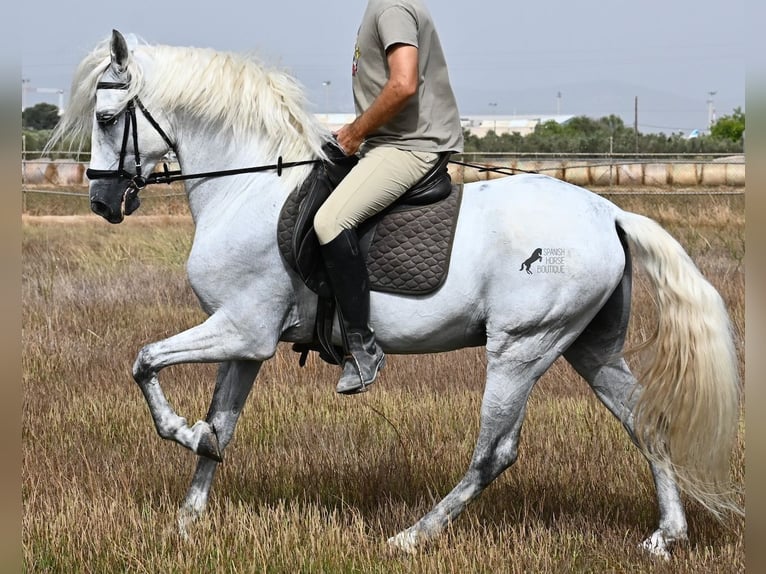 Andaluces Caballo castrado 10 años 162 cm Tordo in Mallorca