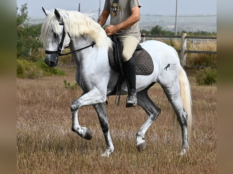 Andaluces Caballo castrado 10 años 162 cm Tordo in Mallorca