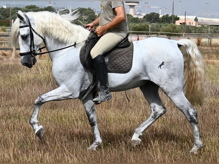 Andaluces Caballo castrado 10 años 162 cm Tordo in Mallorca