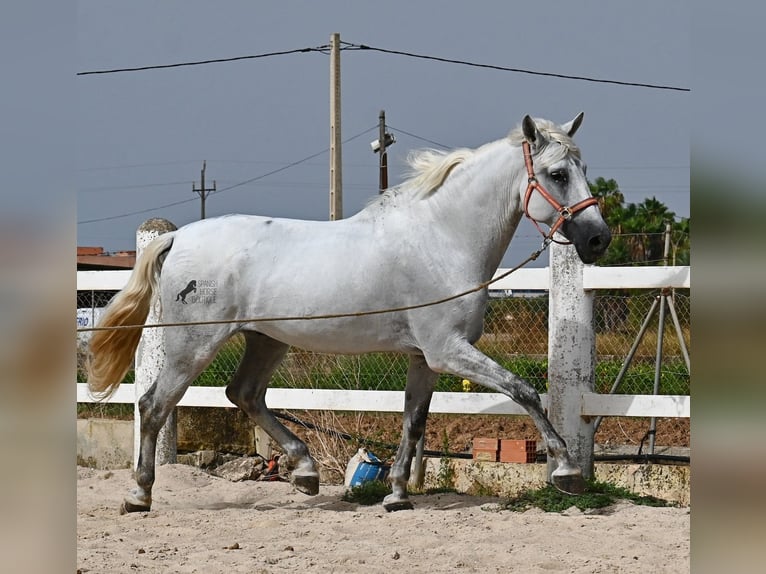 Andaluces Caballo castrado 10 años 162 cm Tordo in Mallorca