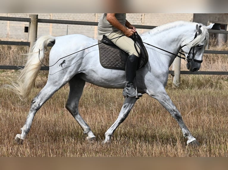 Andaluces Caballo castrado 10 años 162 cm Tordo in Mallorca