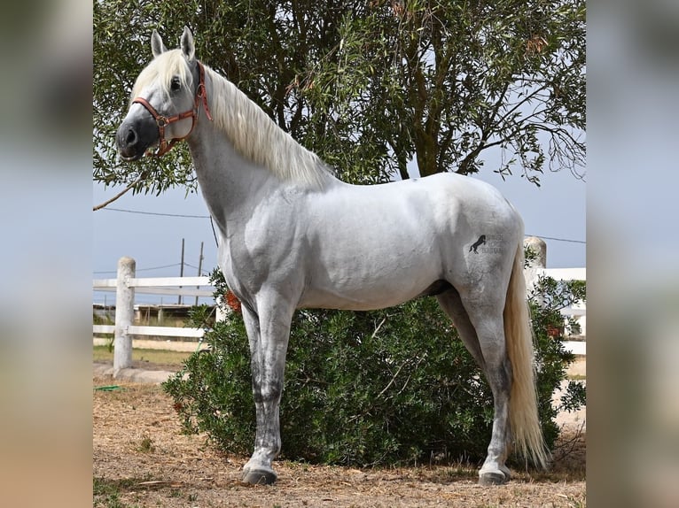 Andaluces Caballo castrado 10 años 162 cm Tordo in Mallorca