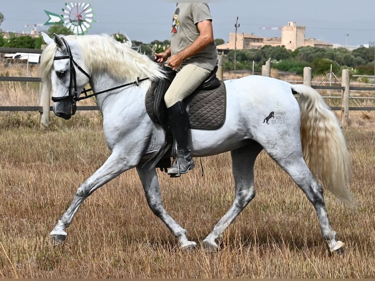 Andaluces Caballo castrado 10 años 162 cm Tordo in Mallorca