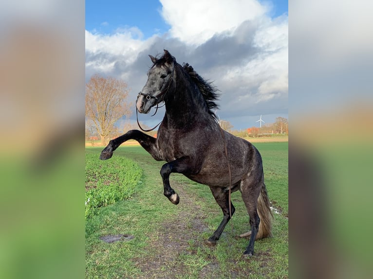 Andaluces Caballo castrado 10 años 163 cm Tordo picazo in Telgte