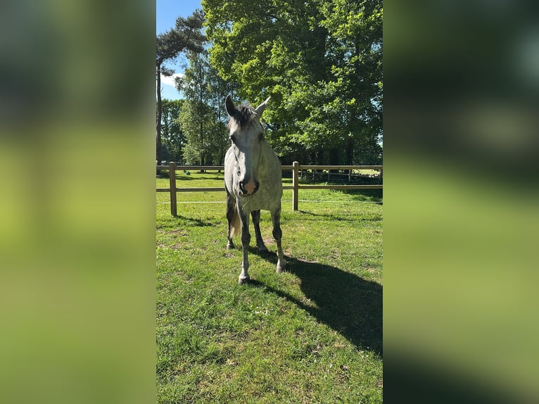 Andaluces Caballo castrado 10 años 163 cm Tordo picazo in Telgte