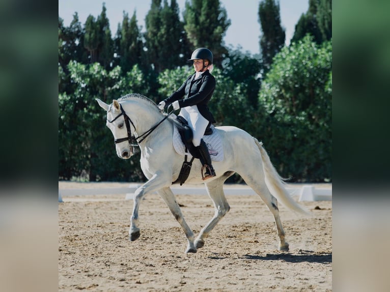 Andaluces Caballo castrado 10 años 165 cm Tordo rodado in Martfeld