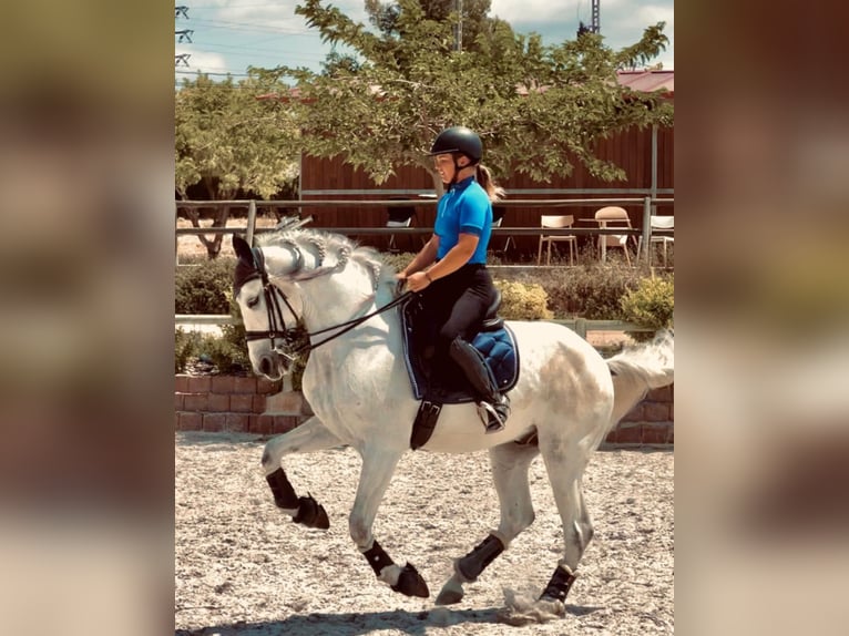 Andaluces Caballo castrado 10 años 165 cm Tordo rodado in Martfeld