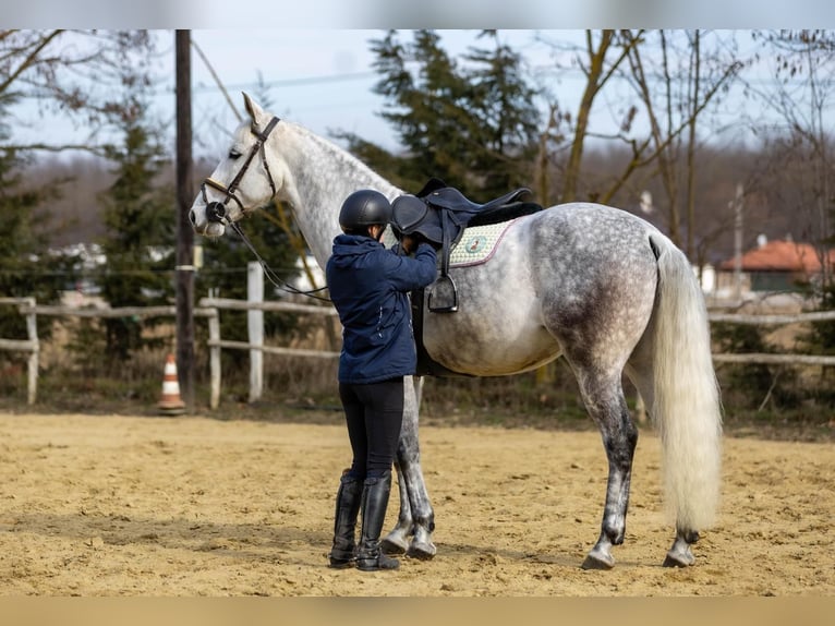 Andaluces Mestizo Caballo castrado 10 años 167 cm Tordo in Gy&#x151;rszemere