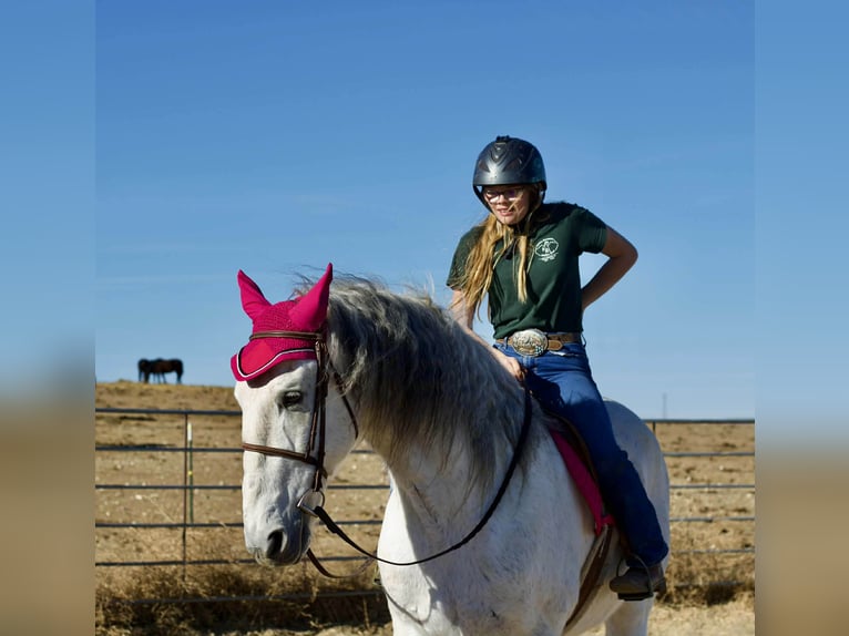 Andaluces Caballo castrado 10 años 168 cm Tordo in Fort Collins