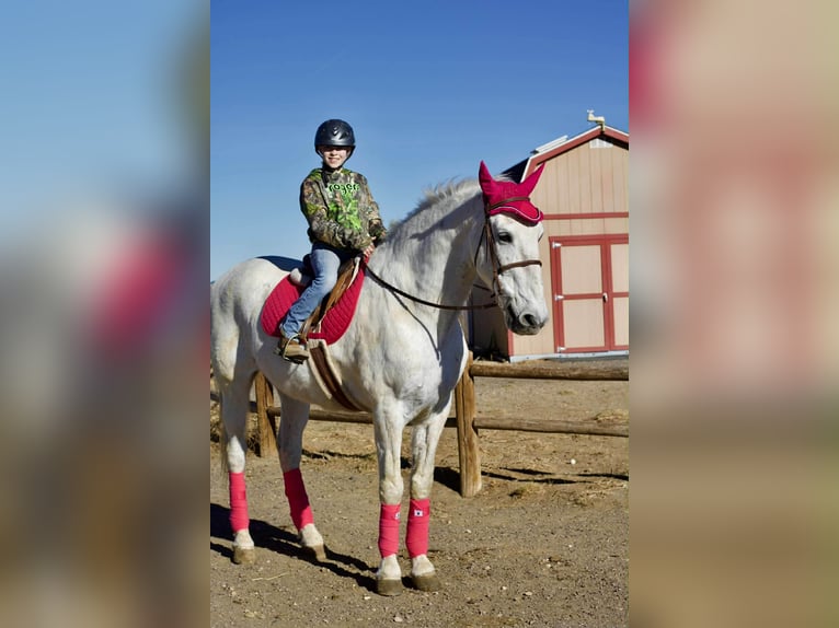 Andaluces Caballo castrado 10 años 168 cm Tordo in Fort Collins