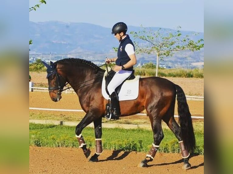 Andaluces Caballo castrado 10 años 169 cm Castaño rojizo in Madrid