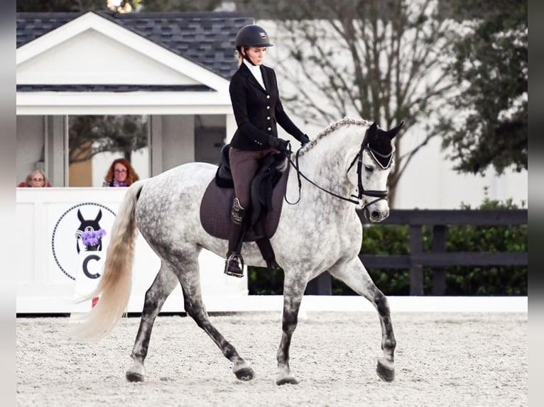 Andaluces Caballo castrado 10 años 173 cm Tordo rodado in Orlando FL