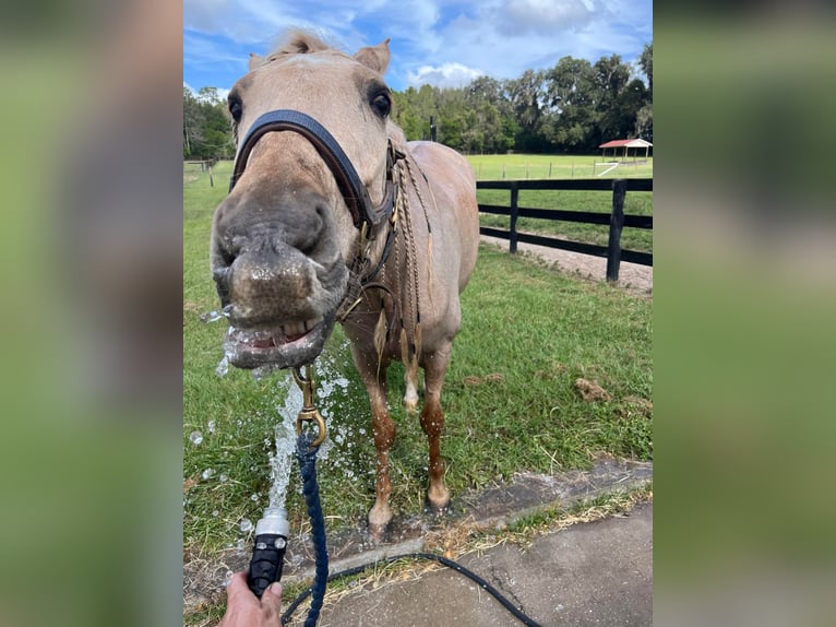 Andaluces Caballo castrado 10 años Palomino in Ocala, FL