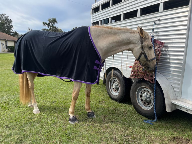 Andaluces Caballo castrado 10 años Palomino in Ocala, FL