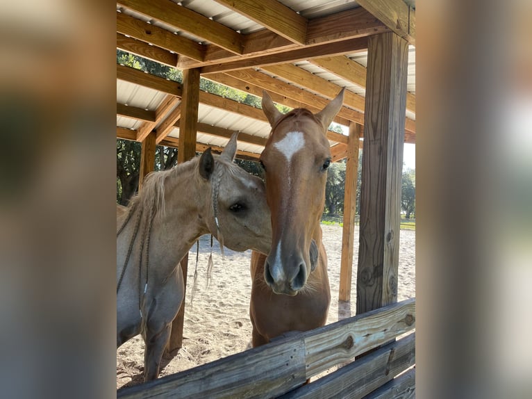 Andaluces Caballo castrado 10 años Palomino in Ocala, FL