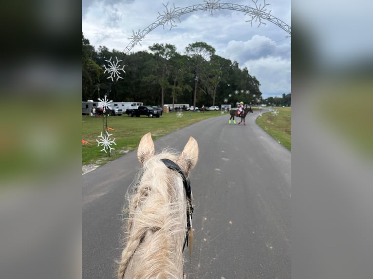 Andaluces Caballo castrado 10 años Palomino in Ocala, FL