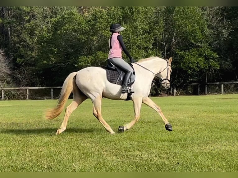 Andaluces Caballo castrado 10 años Palomino in Ocala, FL