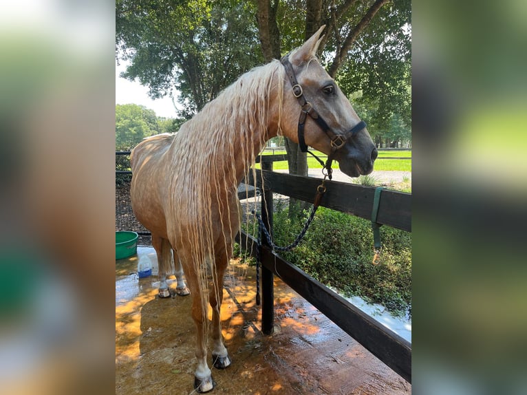 Andaluces Caballo castrado 10 años Palomino in Ocala, FL