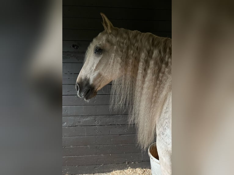 Andaluces Caballo castrado 10 años Palomino in Ocala, FL