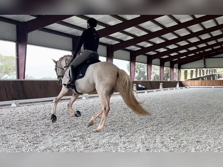 Andaluces Caballo castrado 10 años Palomino in Ocala, FL