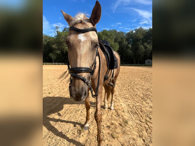 Andaluces Caballo castrado 10 años Palomino in Ocala, FL