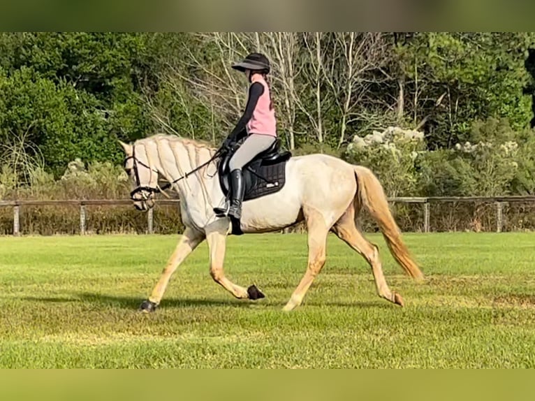 Andaluces Caballo castrado 10 años Palomino in Ocala, FL