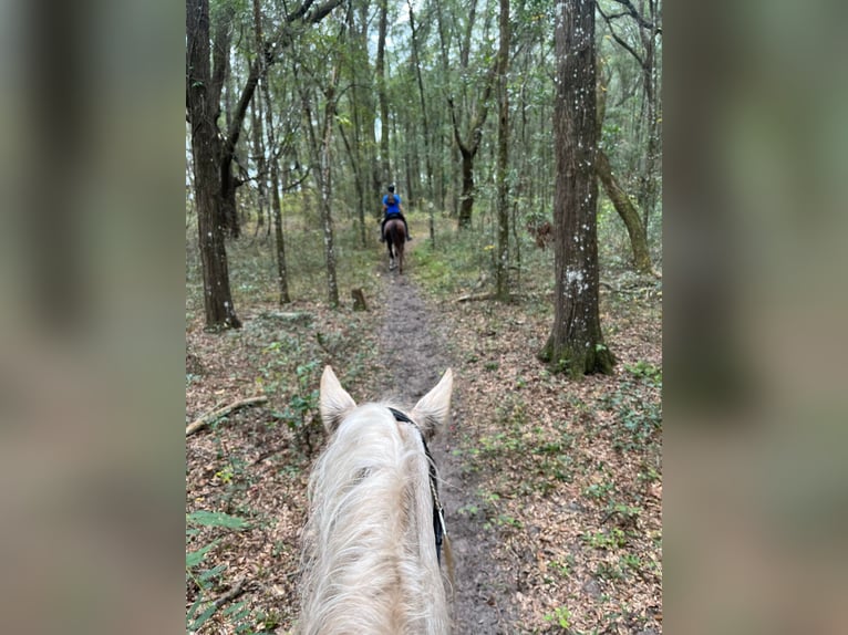 Andaluces Caballo castrado 10 años Palomino in Ocala, FL