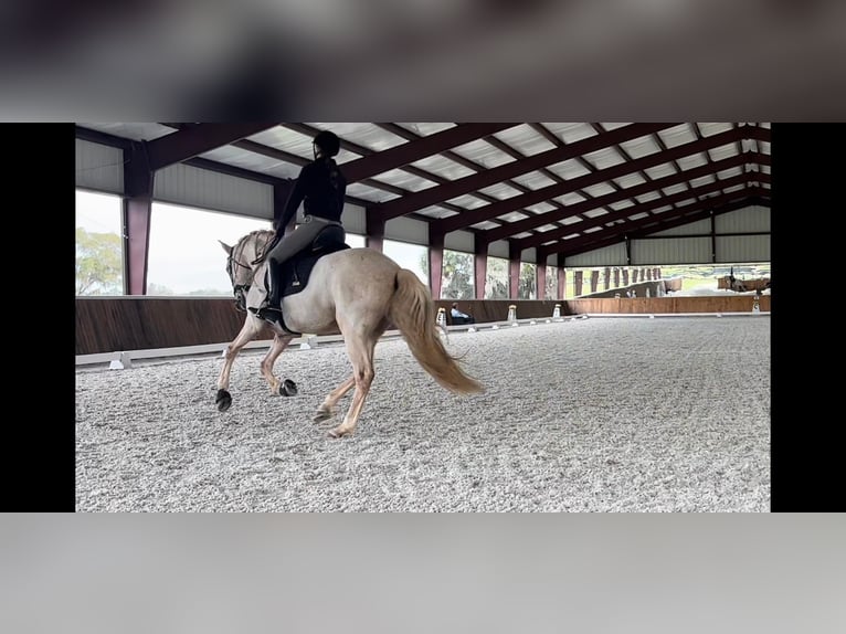 Andaluces Caballo castrado 10 años Palomino in Ocala, FL