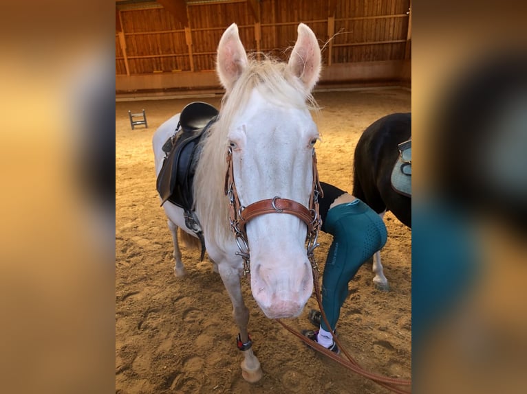 Andaluces Caballo castrado 11 años 147 cm Cremello in Lenggries