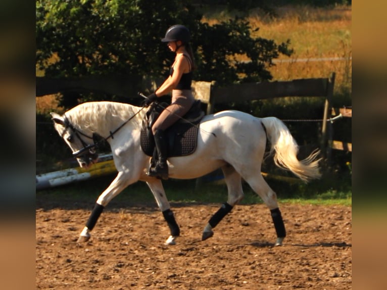 Andaluces Mestizo Caballo castrado 11 años 152 cm Tordo in Uelsen