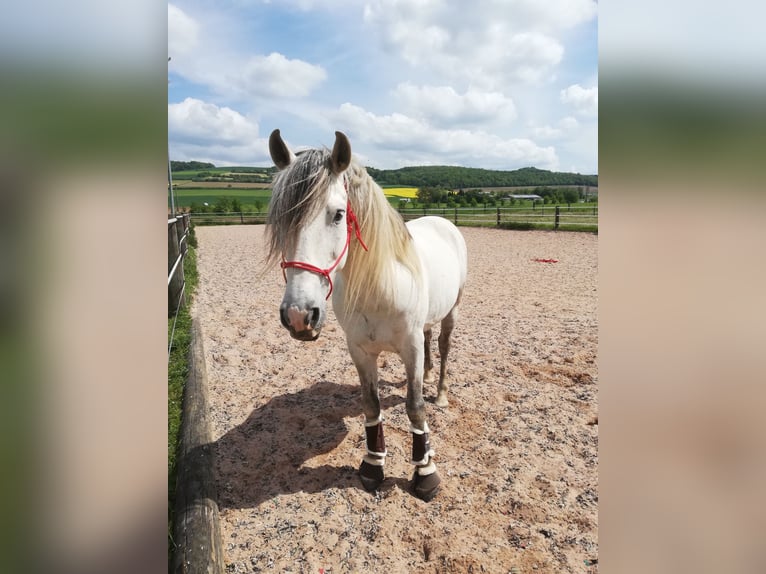 Andaluces Caballo castrado 11 años 152 cm Tordo in Ringgau