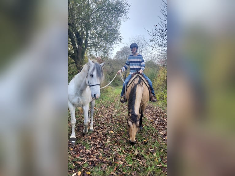 Andaluces Caballo castrado 11 años 152 cm Tordo in Ringgau