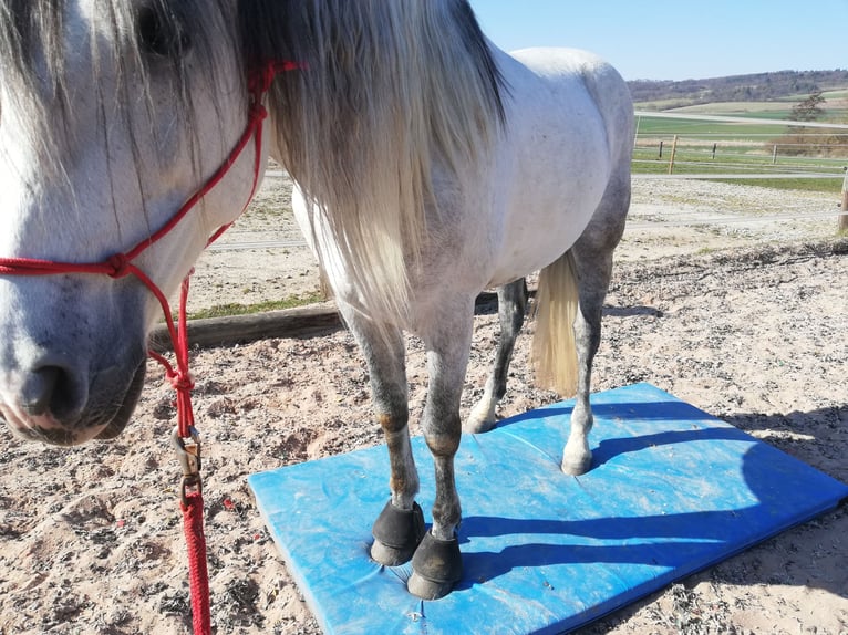 Andaluces Caballo castrado 11 años 152 cm Tordo in Ringgau