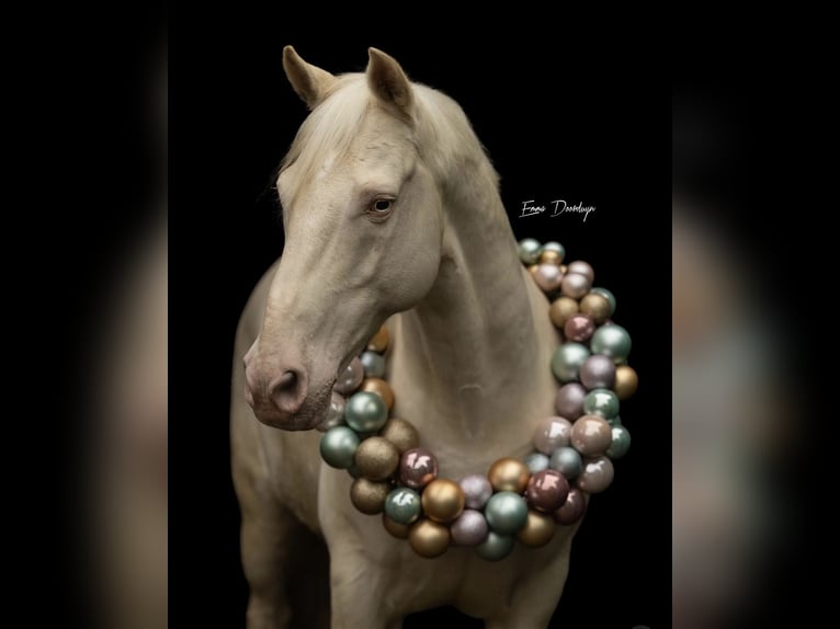 Andaluces Caballo castrado 11 años 154 cm Cremello in Poeldijk