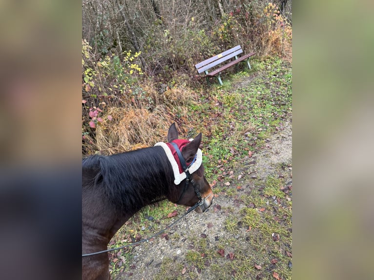 Andaluces Caballo castrado 11 años 155 cm Castaño oscuro in Schopfheim