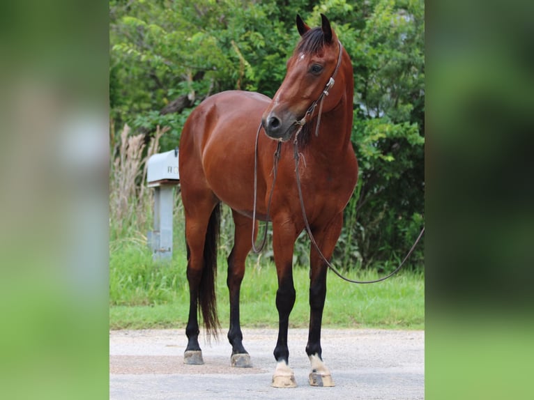 Andaluces Caballo castrado 11 años 155 cm Castaño rojizo in Stephenville TX