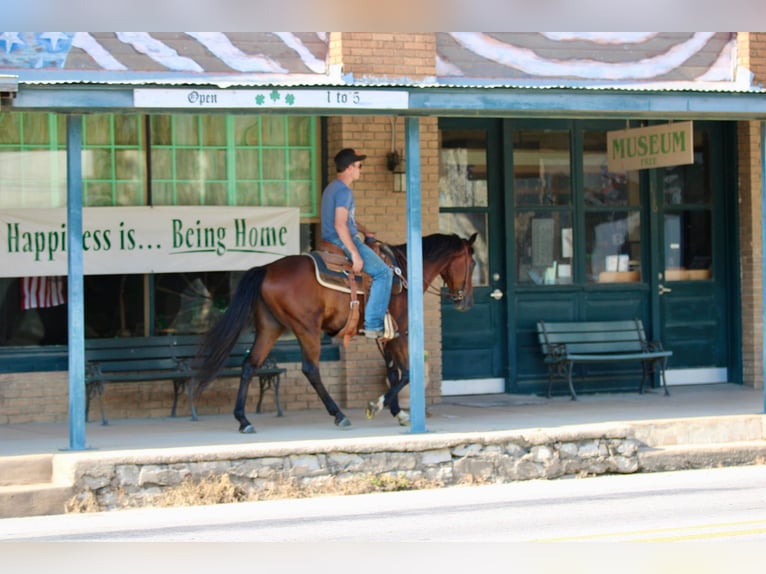 Andaluces Caballo castrado 11 años 155 cm Castaño rojizo in Stephenville TX